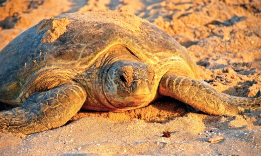 Turtles by Night Package by Zahara Tours